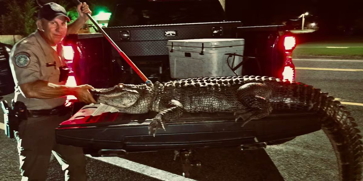 9-Foot Alligator Surprises Diners in Gladewater, TX, Prompting Swift Multi-Agency Response