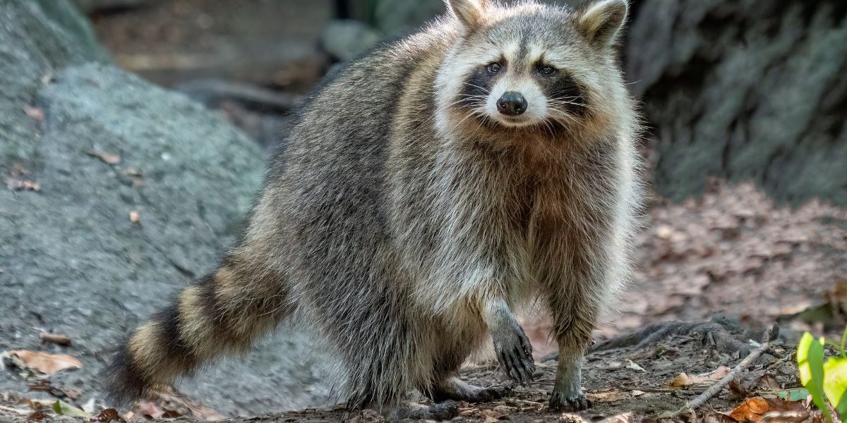 Banned Pets These are the Animals You Can’t Legally Own in Georgia 
