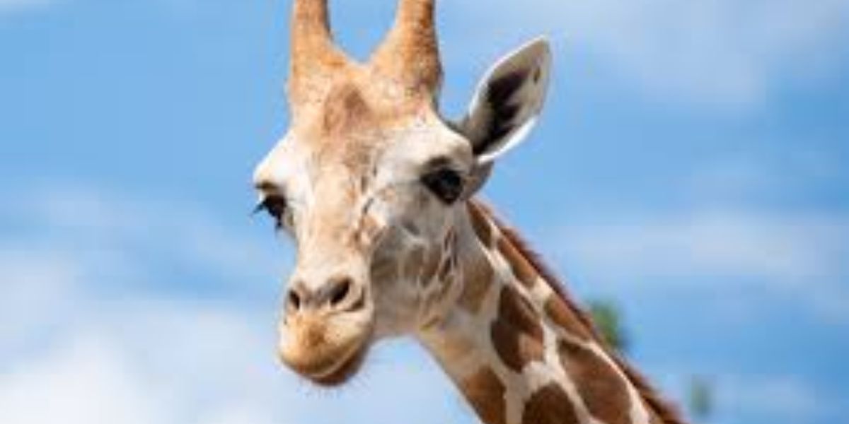 Banned Pets These are the Animals You Can’t Legally Own in Tennessee