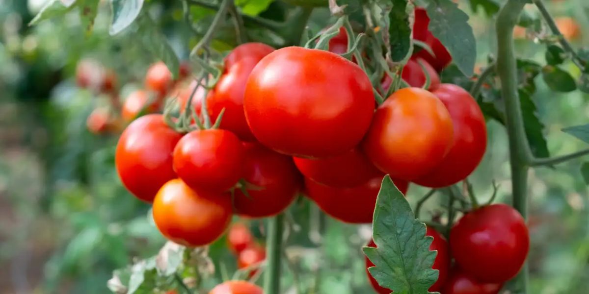 FDA Issues Class I Recall for Contaminated Tomatoes in Southern States