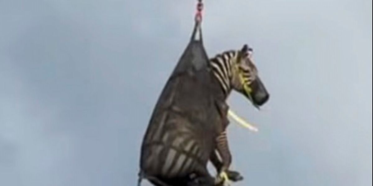 Fugitive pet zebra was captured in Tennessee