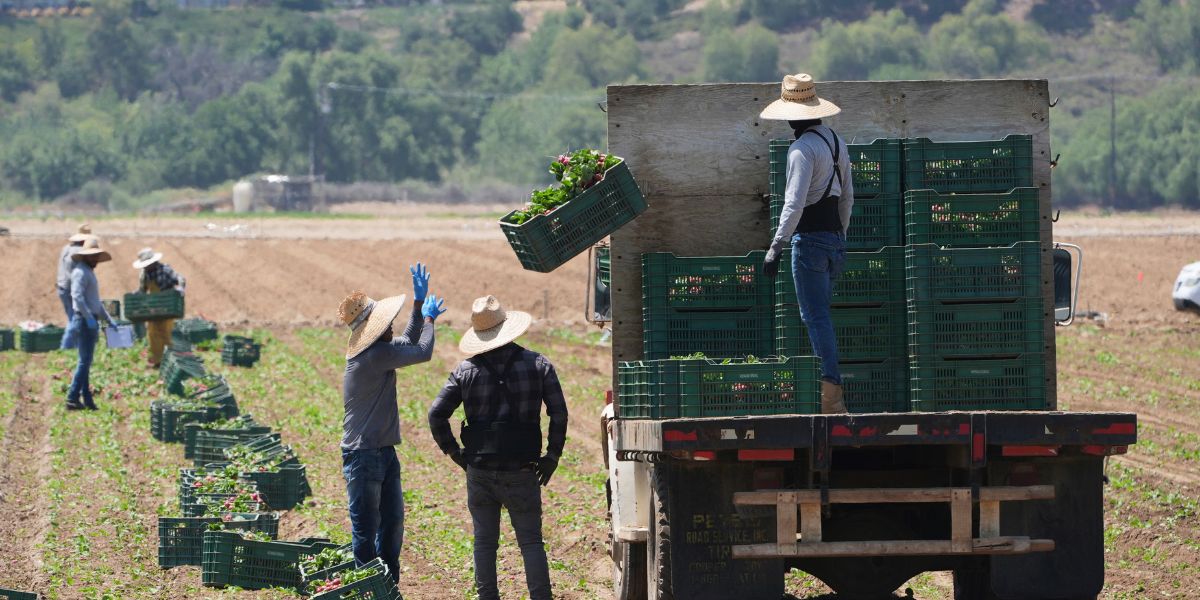 Immigration Raids Disrupt California Farms, Stir Fears Among Workers