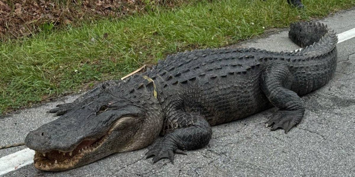 In North Carolina, a massive 400-pound alligator was caught on suspicion of being a dinosaur