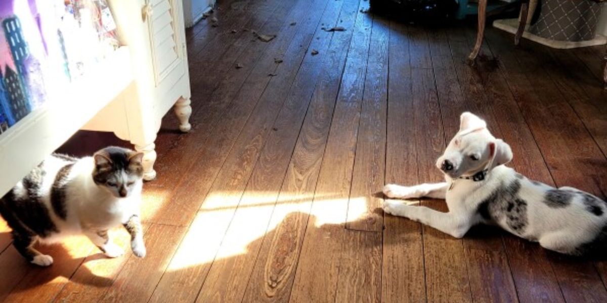 Jury Awards Damages in Puppy Shooting by New Orleans Officer, But Grants Him Qualified Immunity
