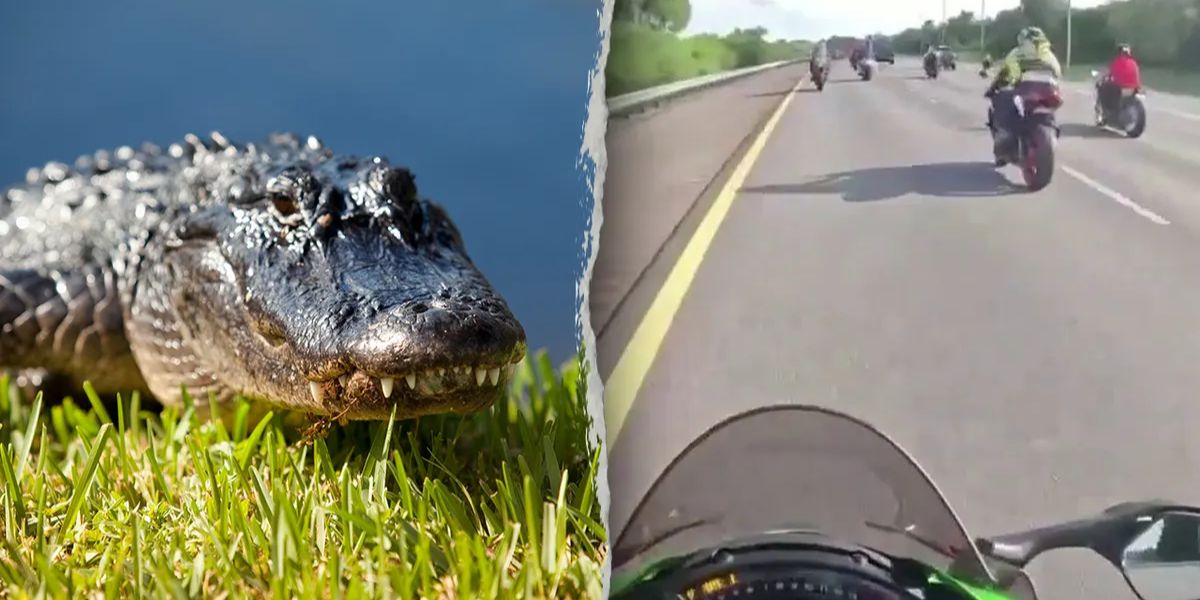 Motorcyclists Injured After Striking Alligator on Florida Highway