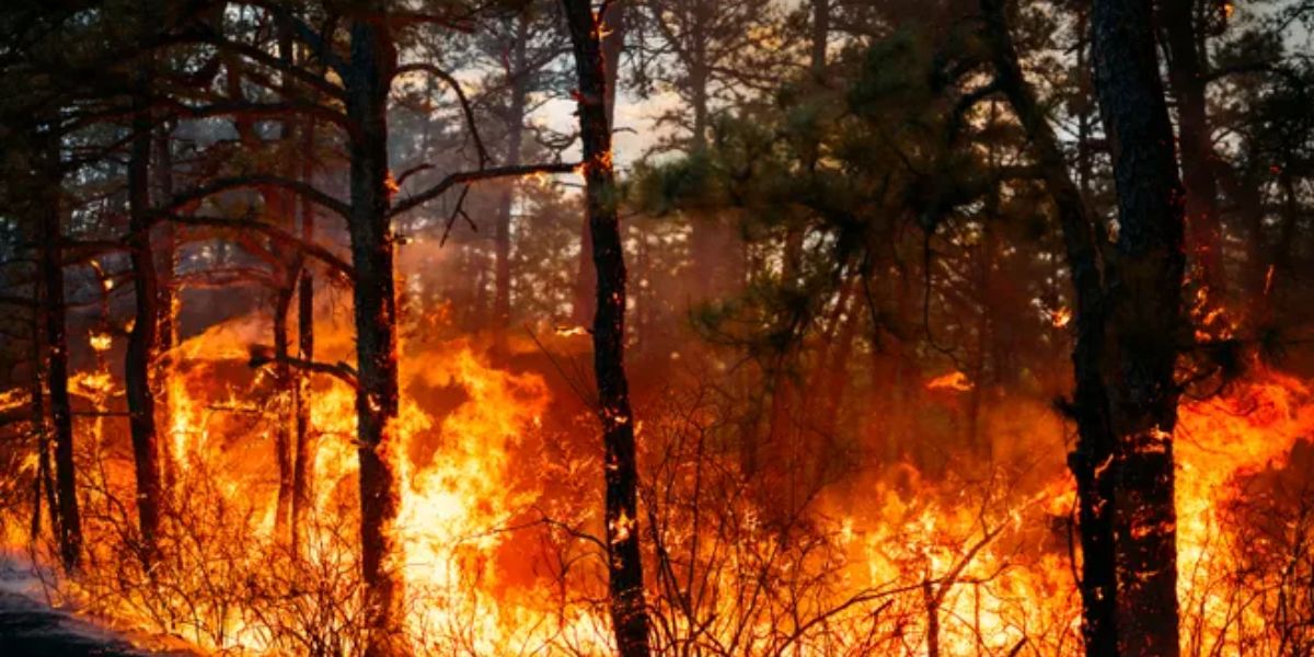 Wildfires Scorch Over 19,000 Acres Across Gila National Forest, Prompting Evacuations and Closures